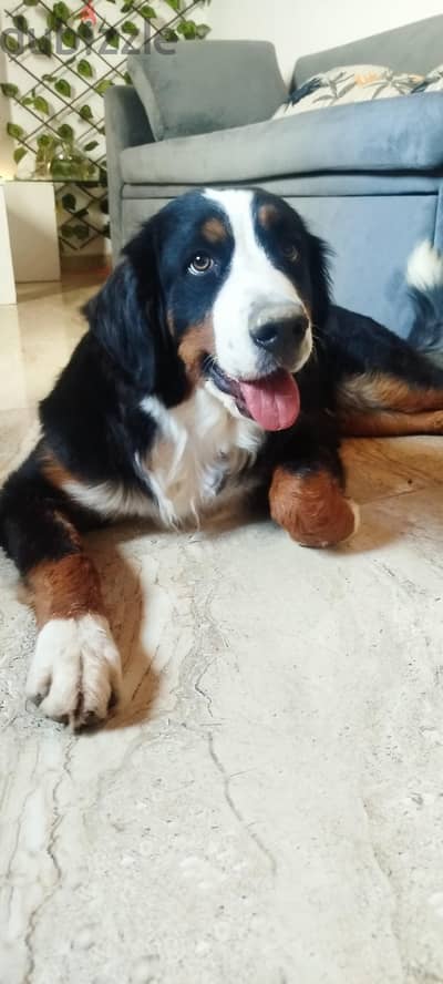 Bernice Mountain Dog