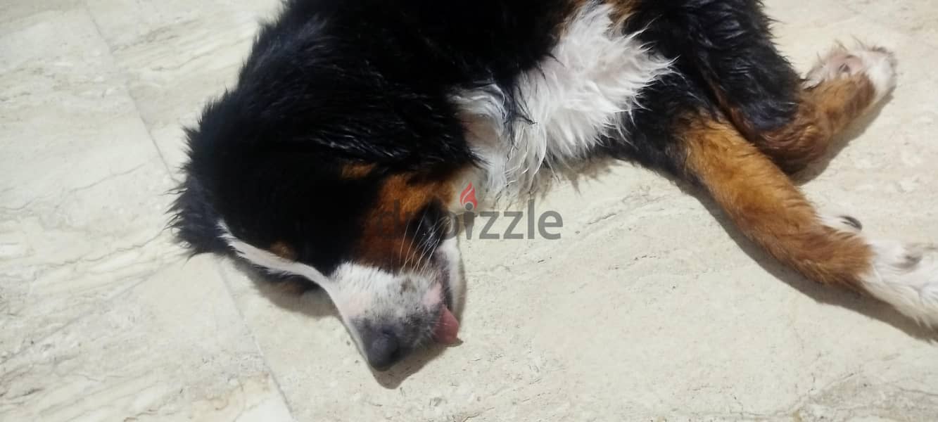 Bernice Mountain Dog 2