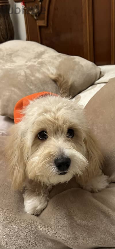 Maltipoo dog for sale