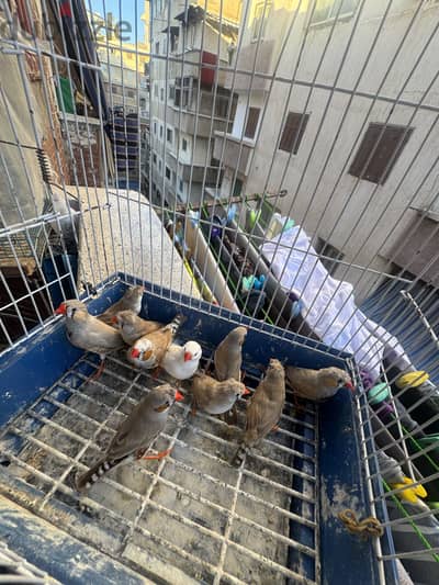 ٥قصوص زيبرا القص ب ٢٧٠