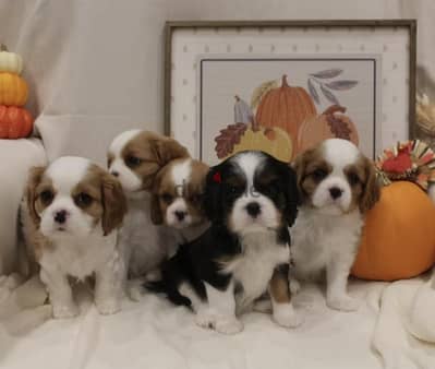 cavalier king charles