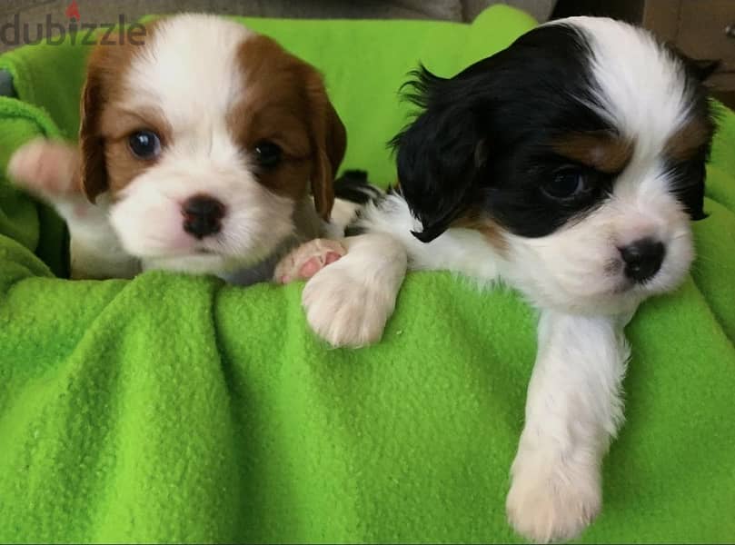 cavalier king charles 1