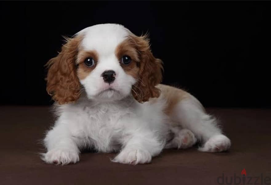 cavalier king charles 2