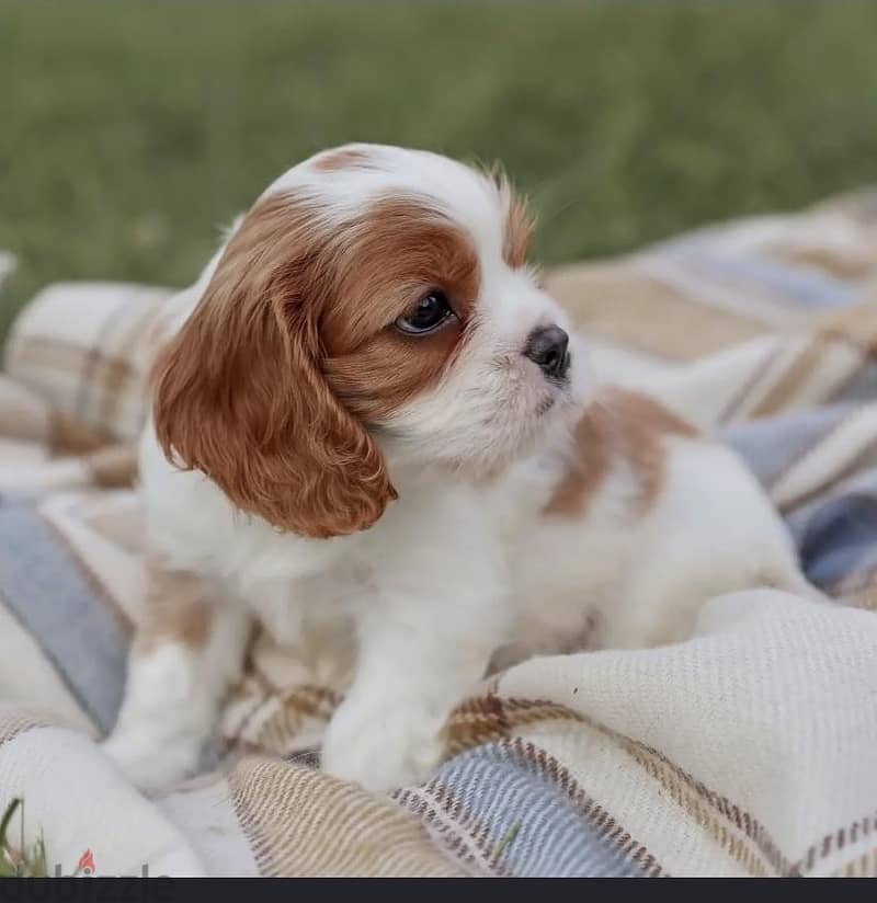 cavalier king charles 3