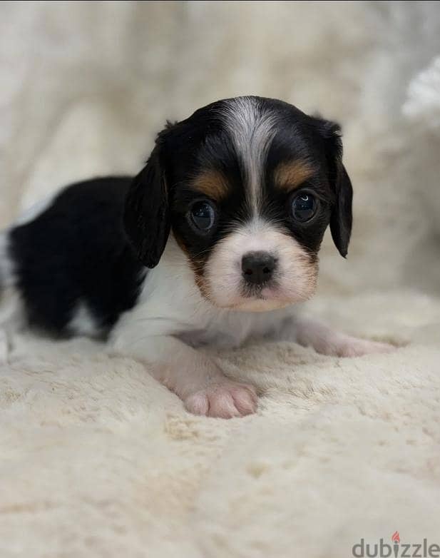 cavalier king charles 4