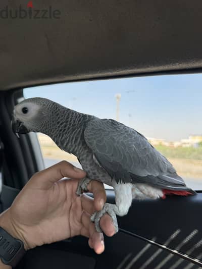 زنجباري مفطوم بدون عض