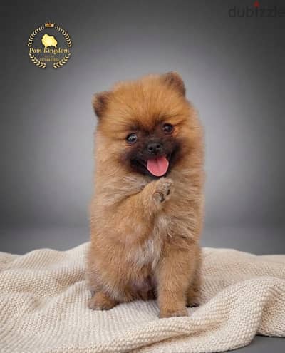 Gorgeous Brown Teacup Pomeranian Girl | بومرينيان تيدي بير بنوتة