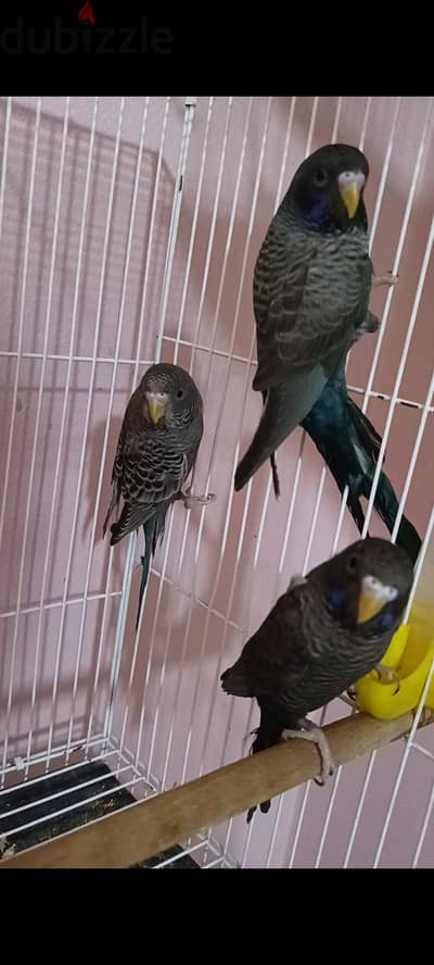 دابل بلاك شباب