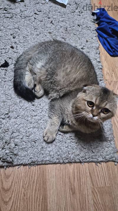 Scottish fold