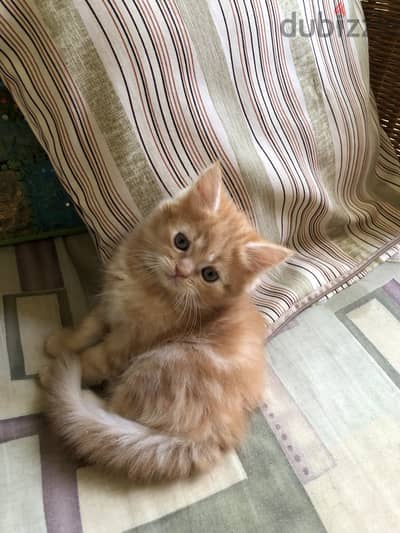Orange Shirazi kitten male قط ذكر شيرازي