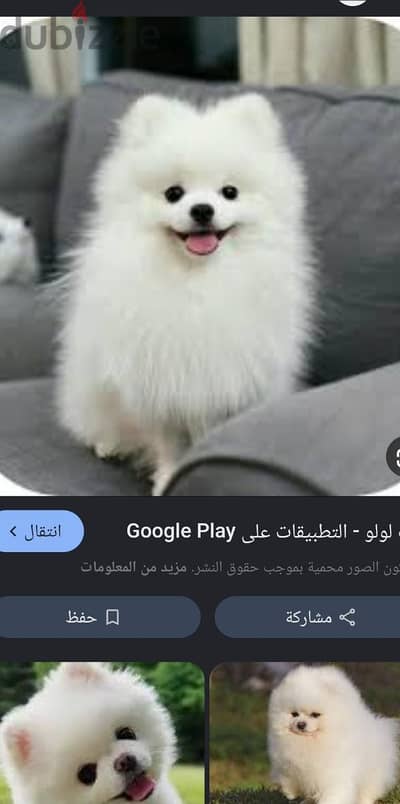 محتاج كلب للبيع من انواع كلاب قصيره