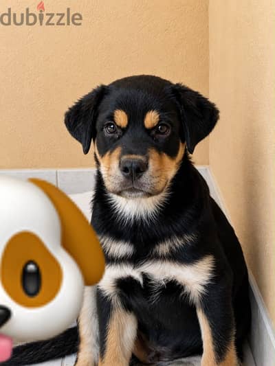Dog for sale