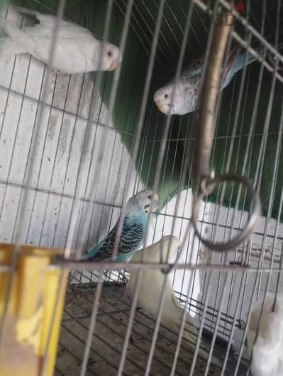4 عصافير بادجي اول شغل