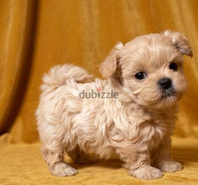 ميني هافنيز بيور Mini havanese teacup