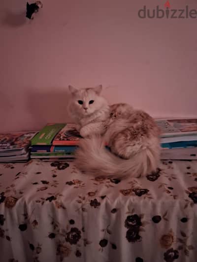 مشمش.