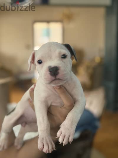 Pidbull dogs