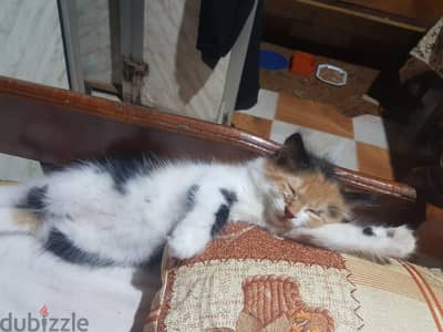 قطع للتبني مع بنتها