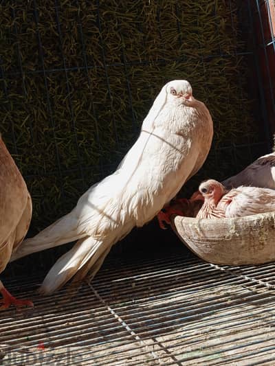 قص ب الزغاليل (متاح البدل)