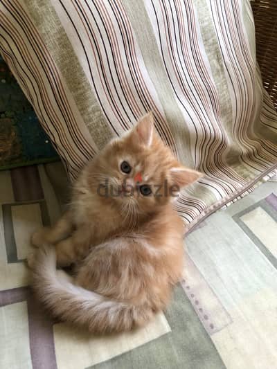 Orange shirazi male kitten قط ذكر شيرازي