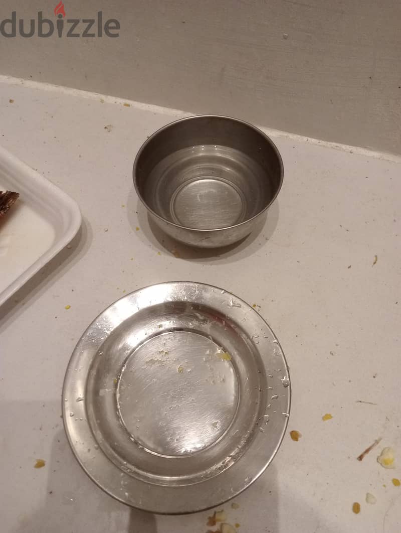 cat for selling 3