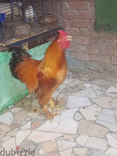 دكر للبيع شغال ضمان