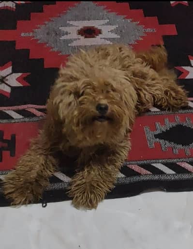 بنت بودل Toy poodle