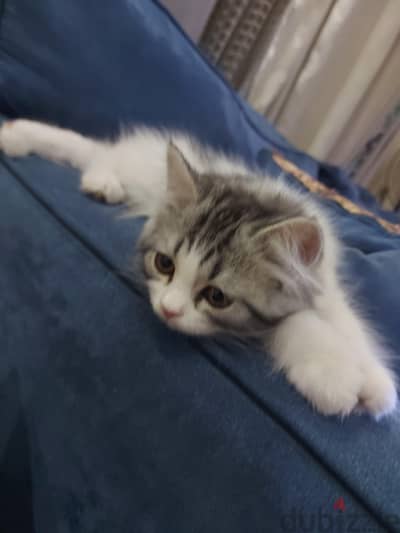Persian mix
