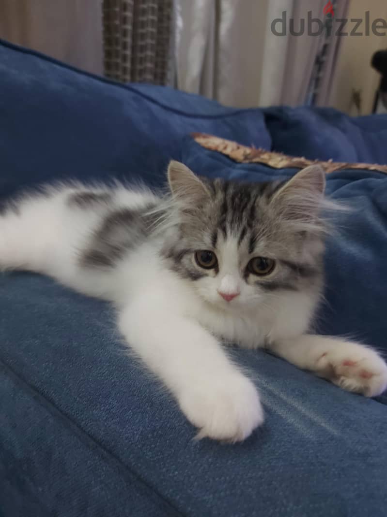 Persian mix 1