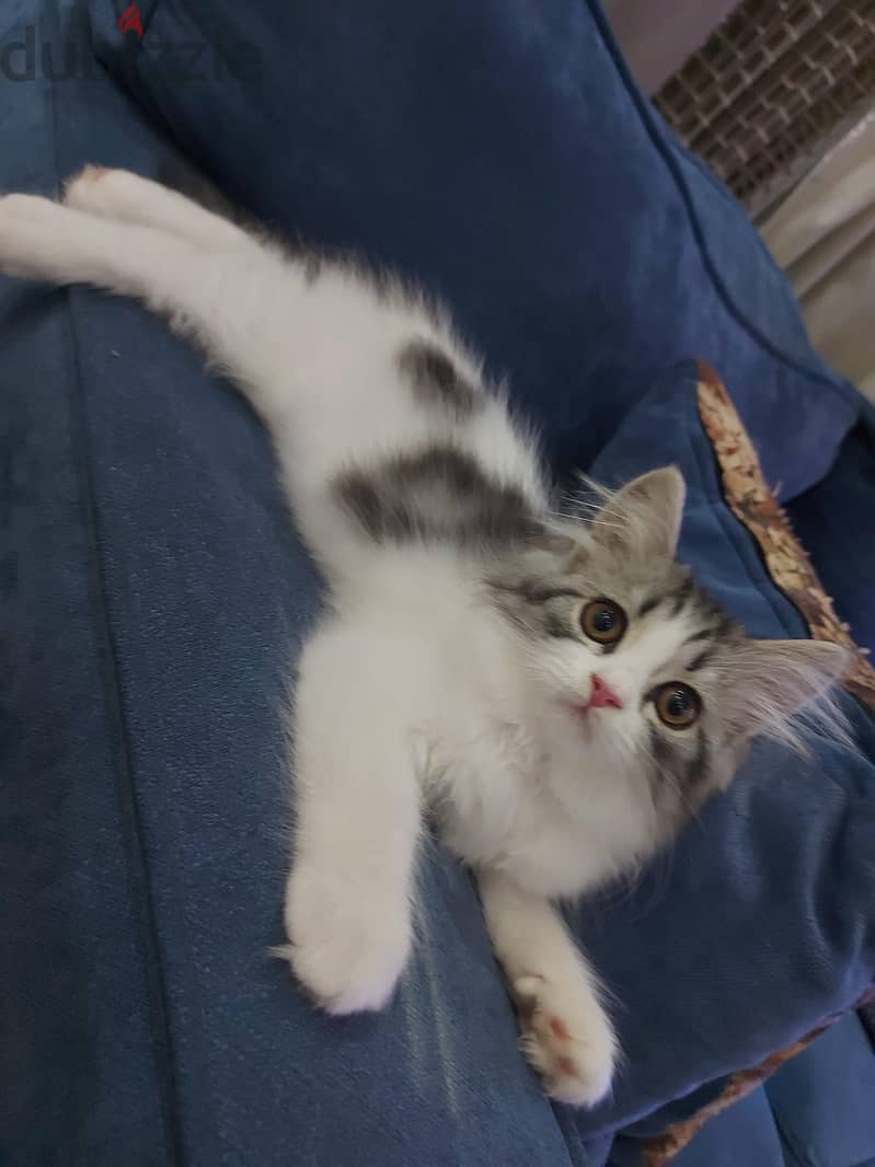 Persian mix 2