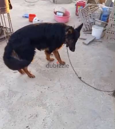 كلب جيرمن تقليب رائع جدا