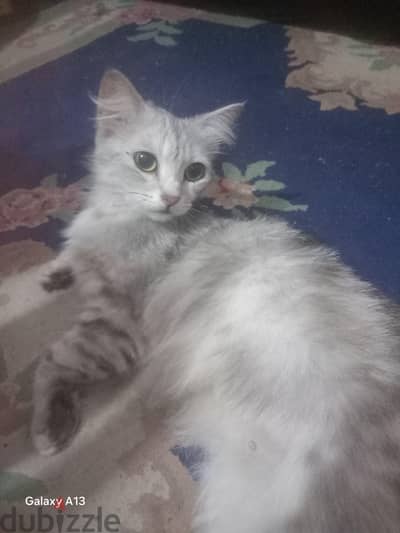 قطة للتبني