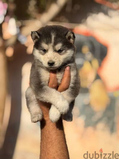 husky for sale . هاسكى