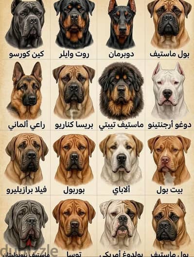 محتاج جرو جيرمن لونج هير أو جيرمن علي هاسكي