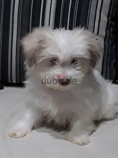 Premium Mini Havanese Girl