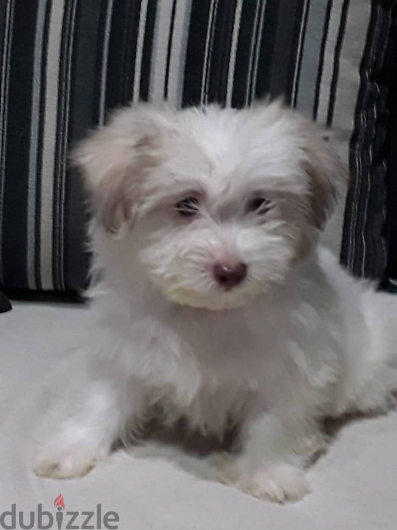 Premium Mini Havanese Girl 1