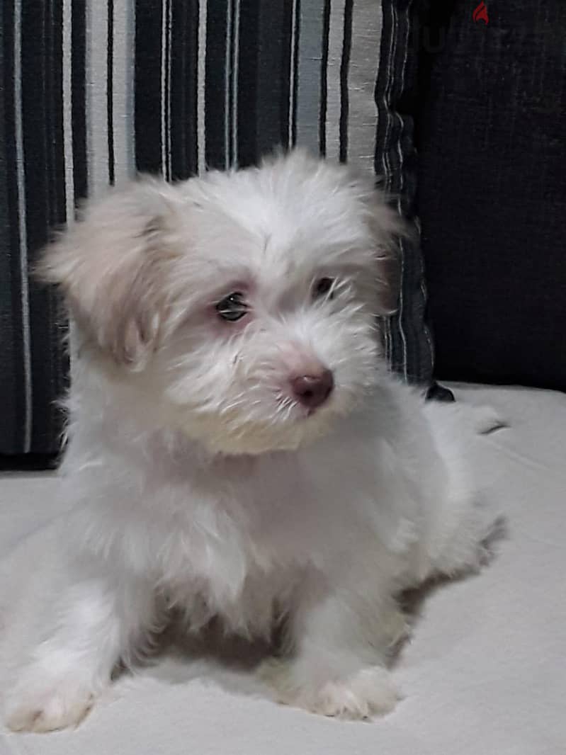 Premium Mini Havanese Girl 2