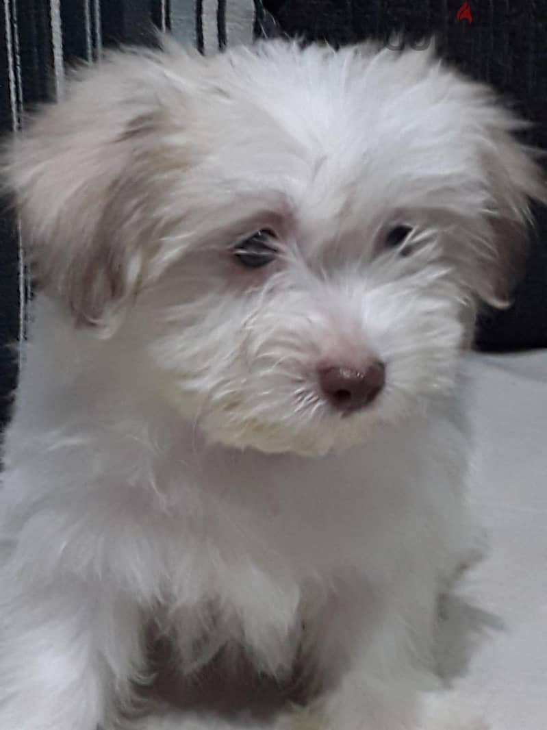 Premium Mini Havanese Girl 3