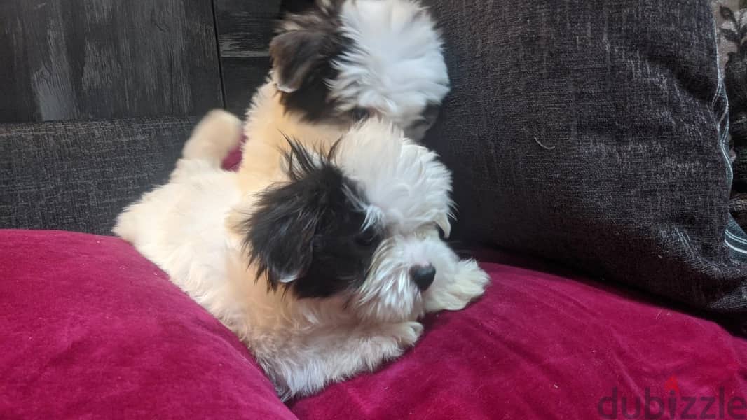 Premium Mini Havanese 1