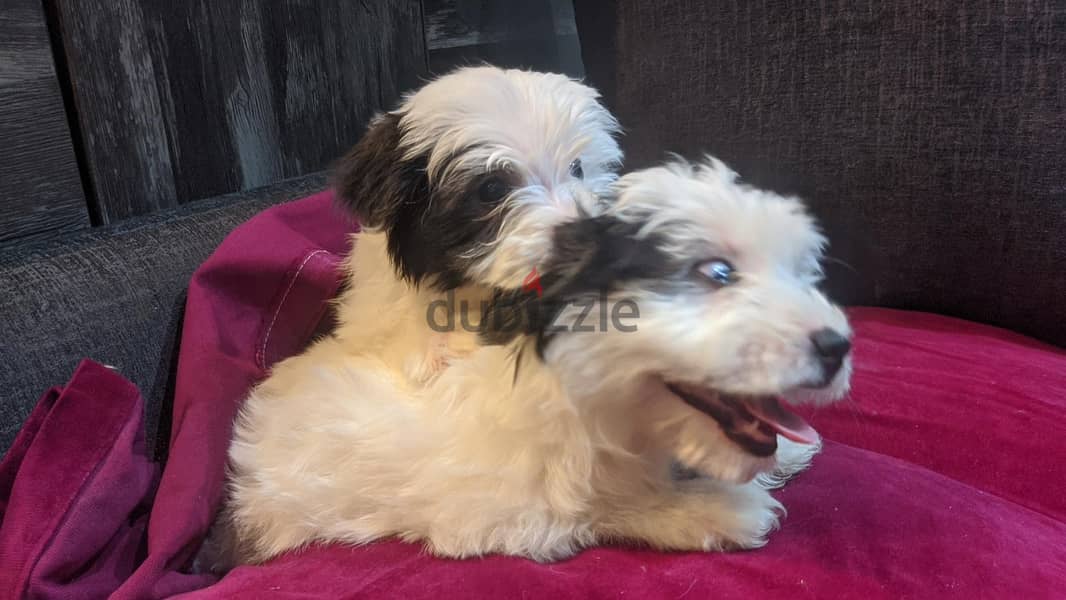 Premium Mini Havanese 2