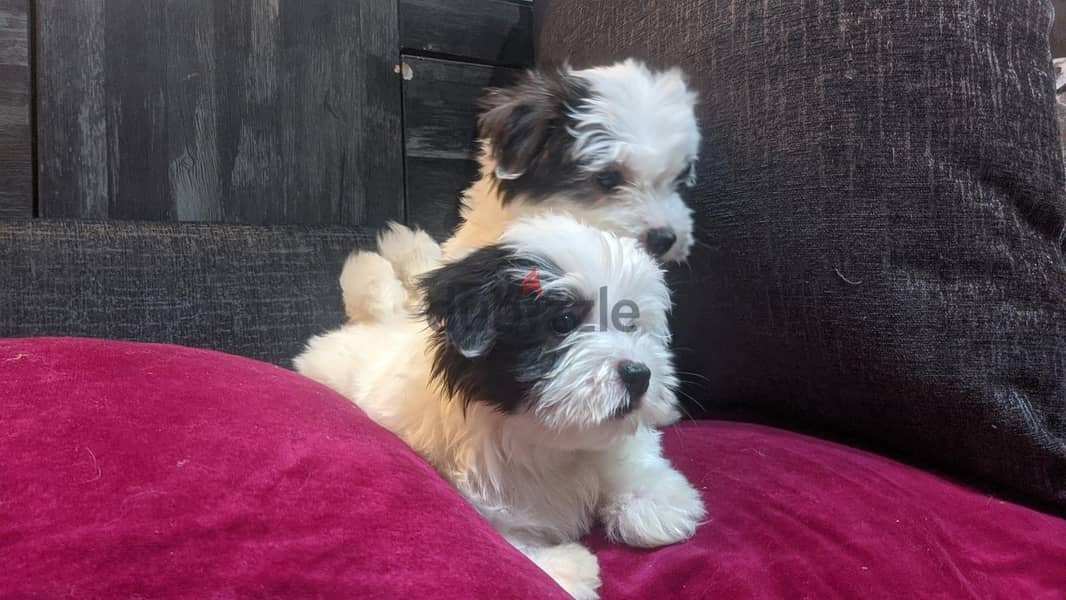 Premium Mini Havanese 3