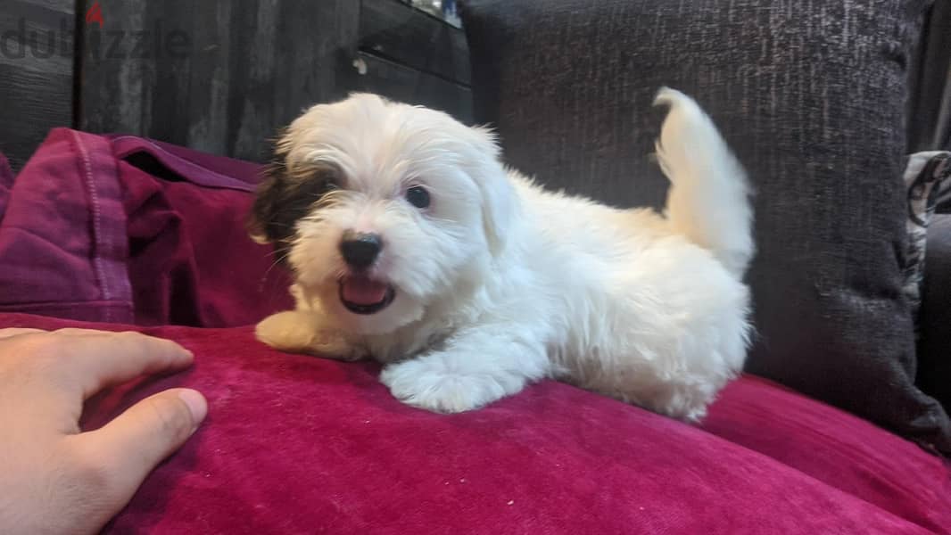 Premium Mini Havanese 4