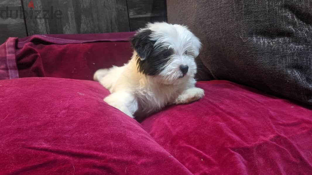 Premium Mini Havanese 5