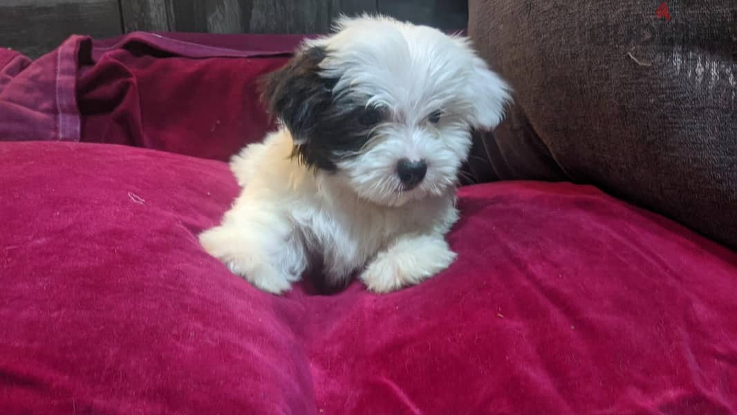 Premium Mini Havanese 6
