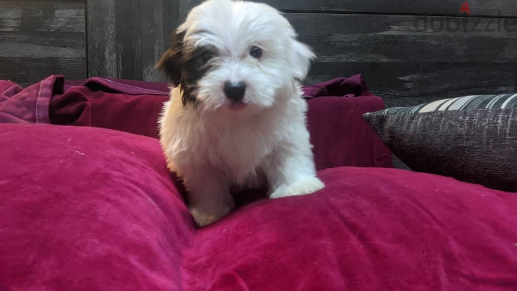 Premium Mini Havanese 7
