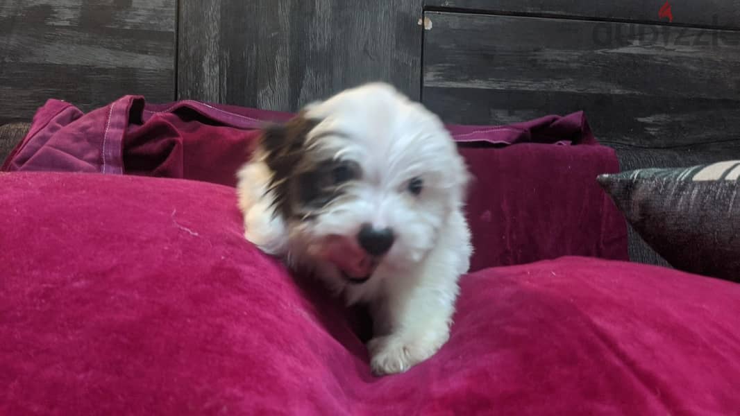 Premium Mini Havanese 9