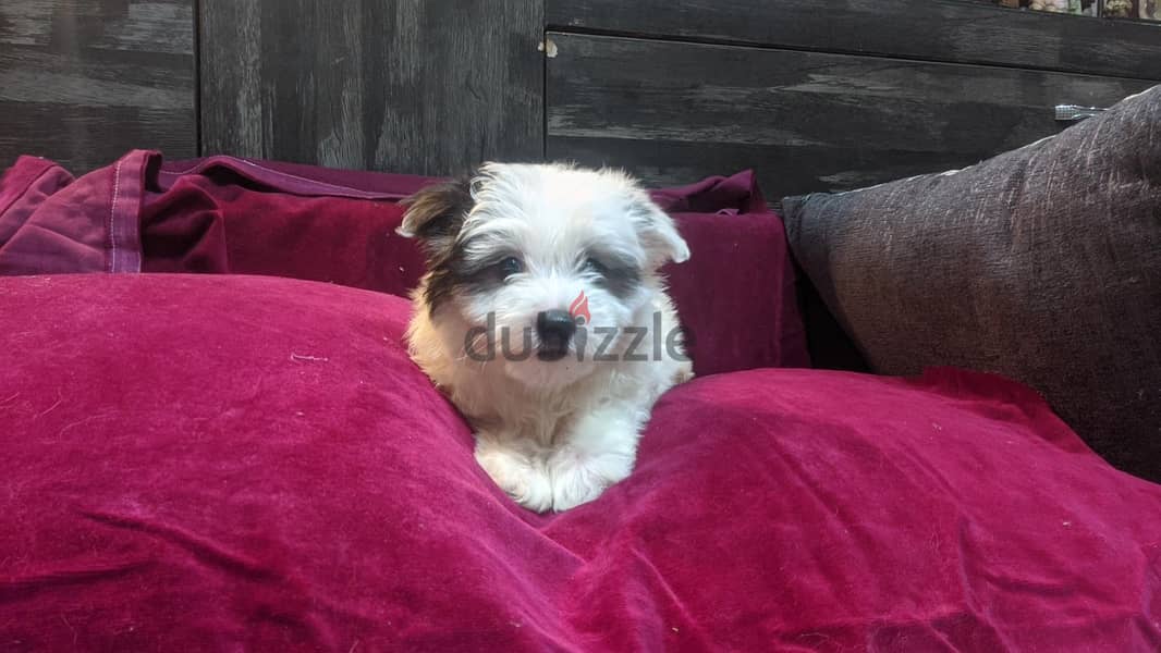 Premium Mini Havanese 10