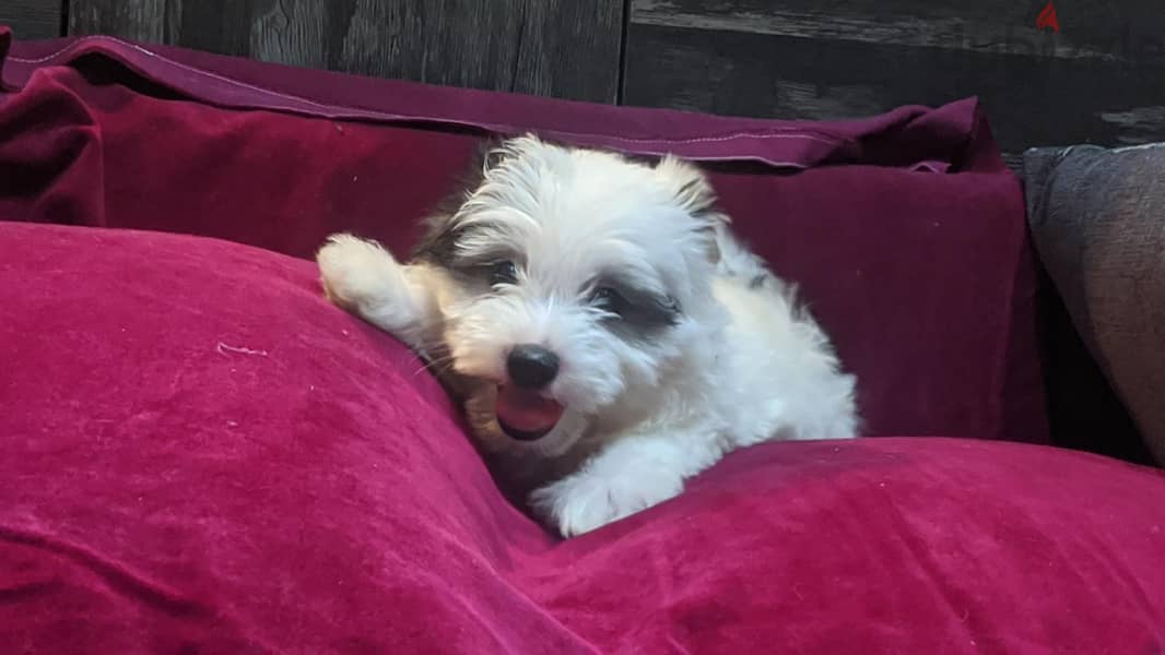 Premium Mini Havanese 11