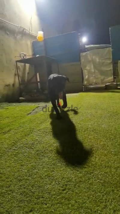 للبيع عنده 6شهور معاه باسبور