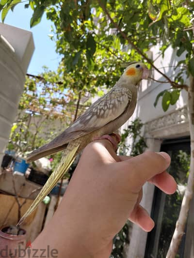 كوكتيل مدرب لمحبي التاكيل اليدوي