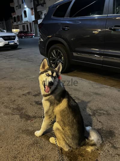 Beautiful small Husky